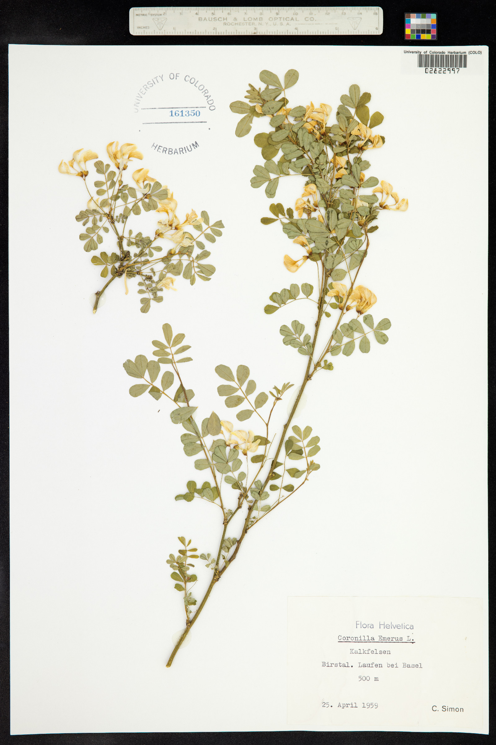 Hippocrepis emerus image