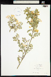 Hippocrepis emerus image