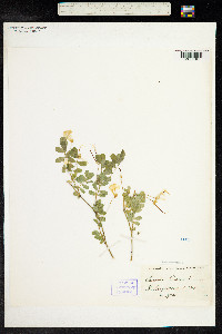 Hippocrepis emerus image