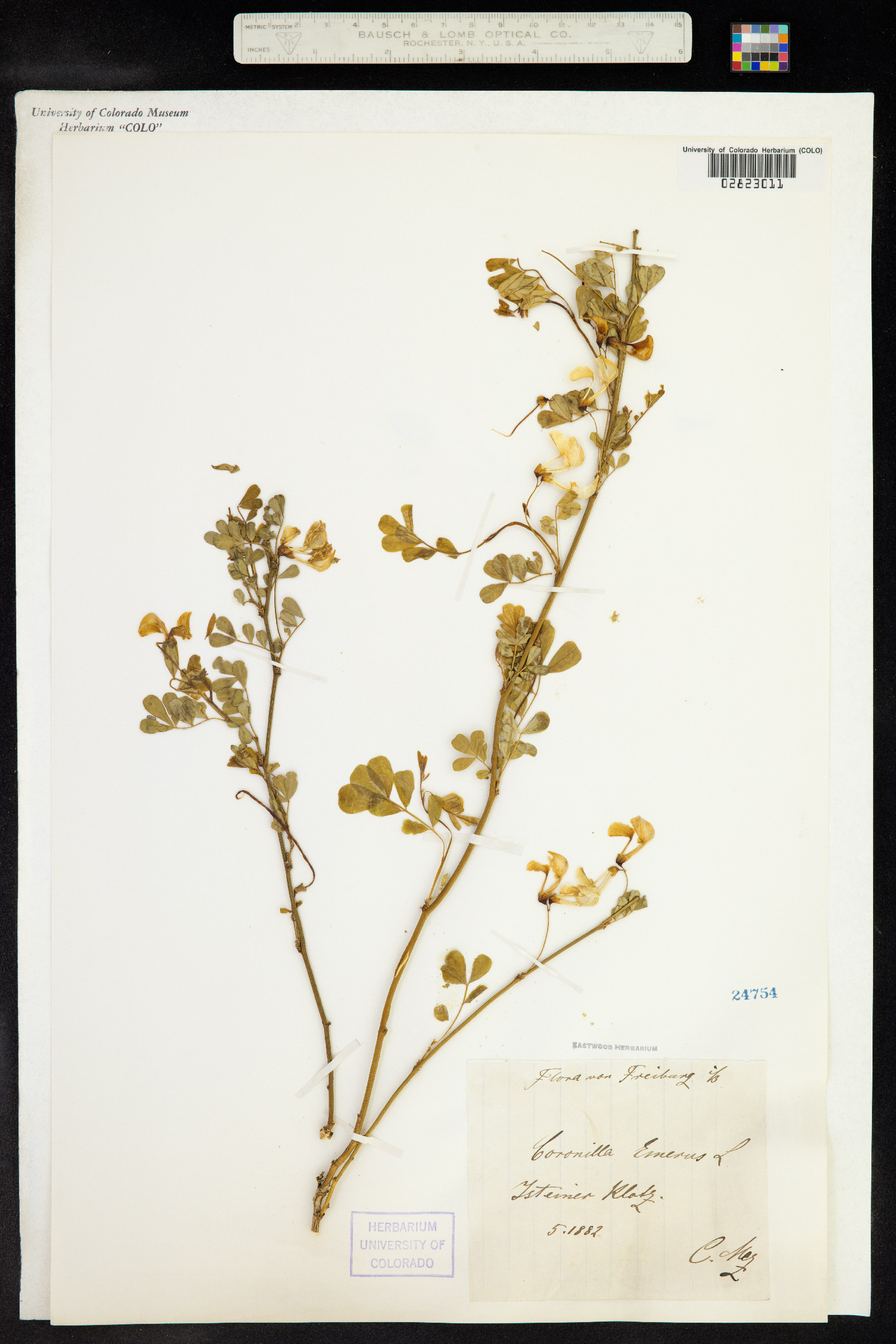 Hippocrepis emerus image