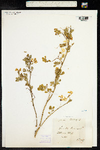 Hippocrepis emerus image