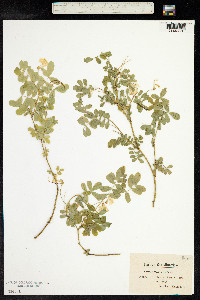 Hippocrepis emerus image