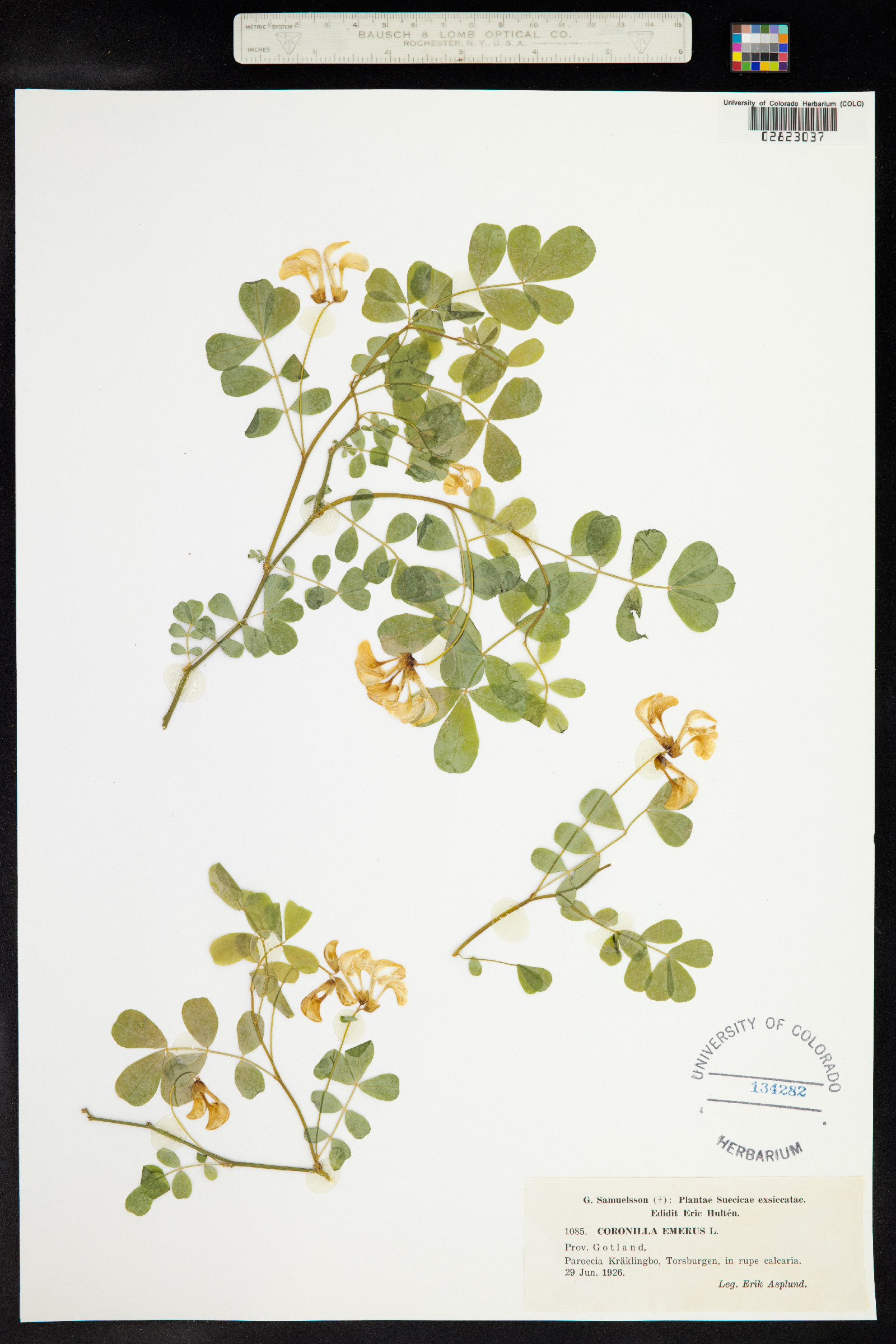 Hippocrepis emerus image