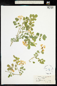 Hippocrepis emerus image