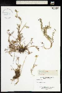 Coronilla minima image