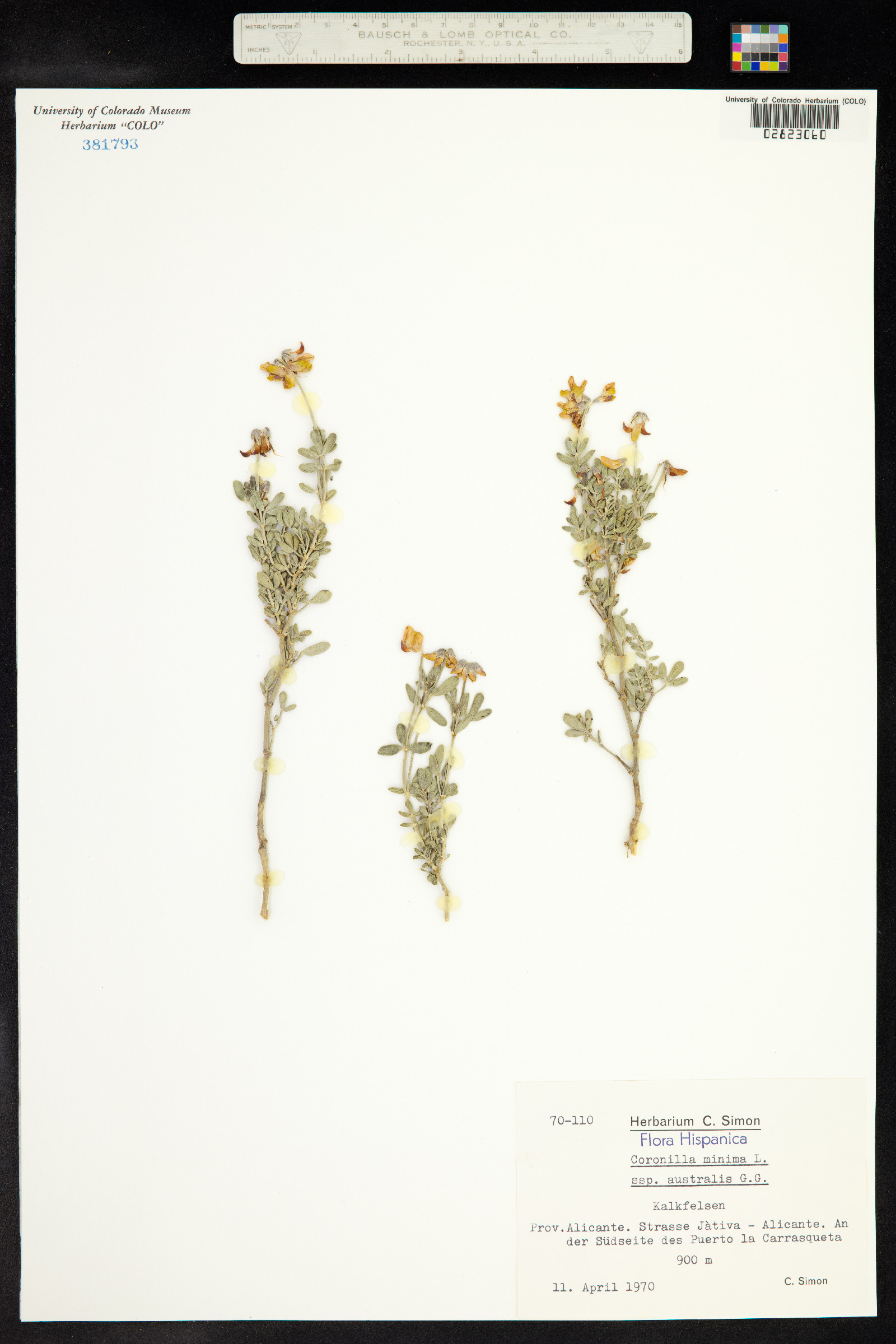 Coronilla minima image