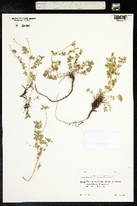 Coronilla orientalis image