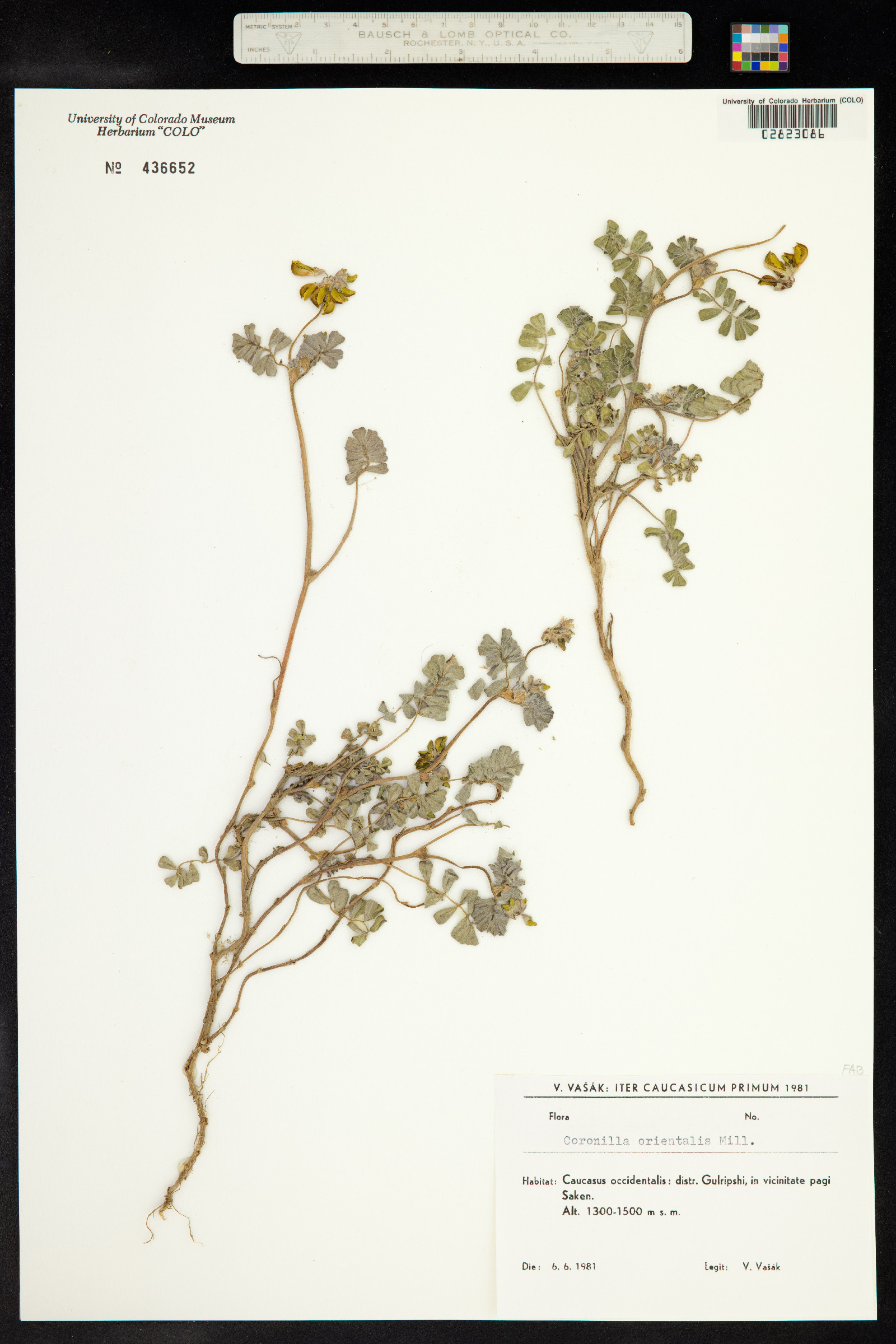 Coronilla orientalis image