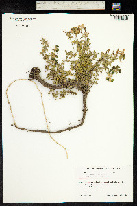 Coronilla orientalis image