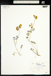 Coronilla orientalis image