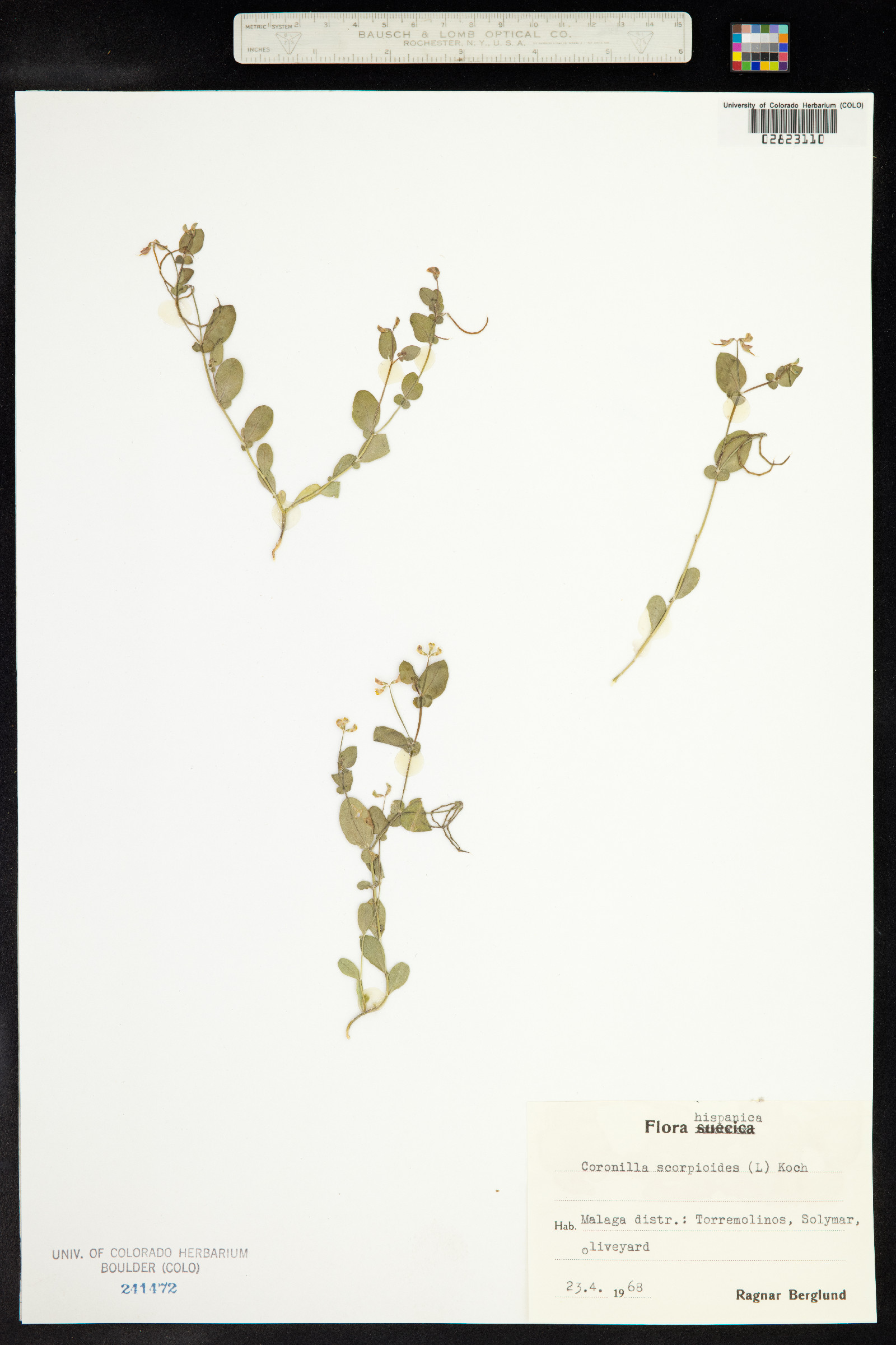 Coronilla scorpioides image