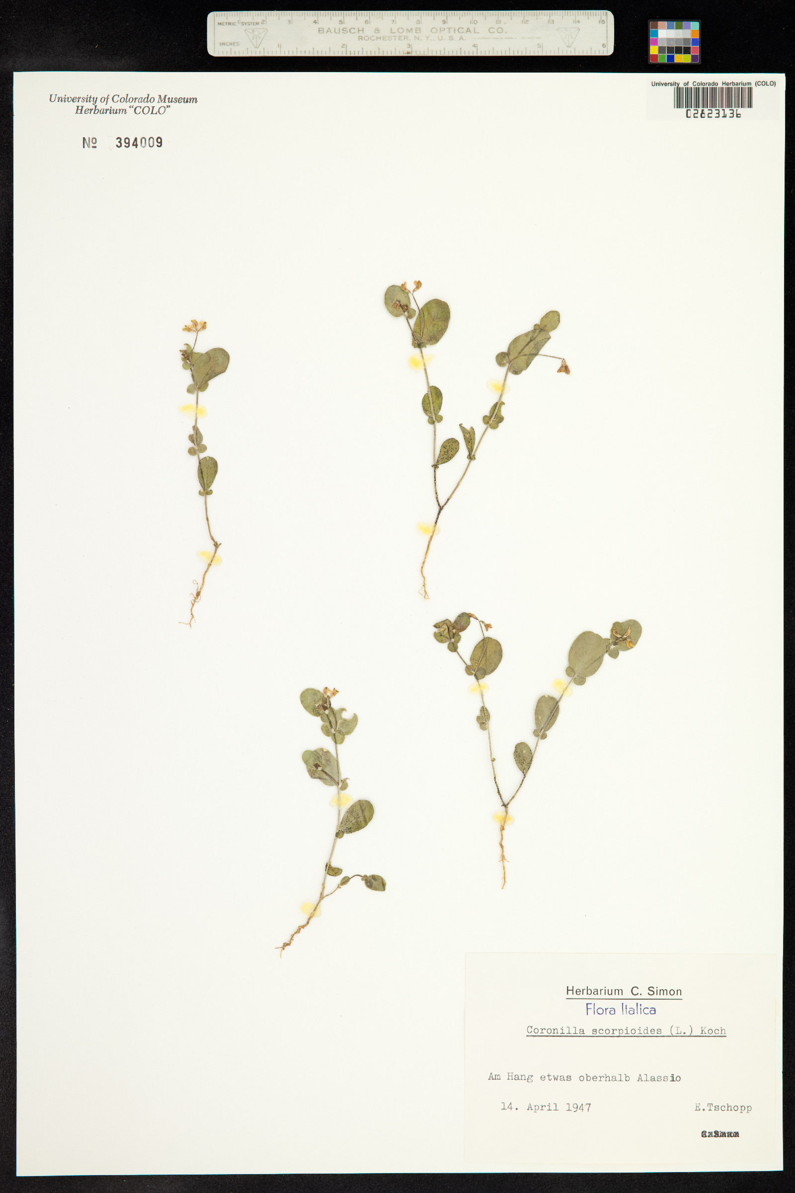 Coronilla image