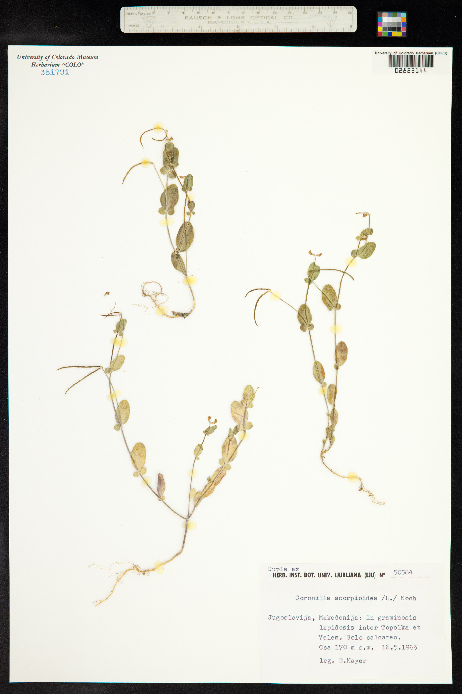 Coronilla scorpioides image