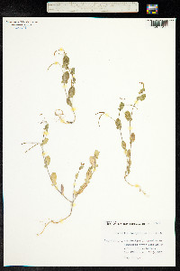 Image of Coronilla scorpioides