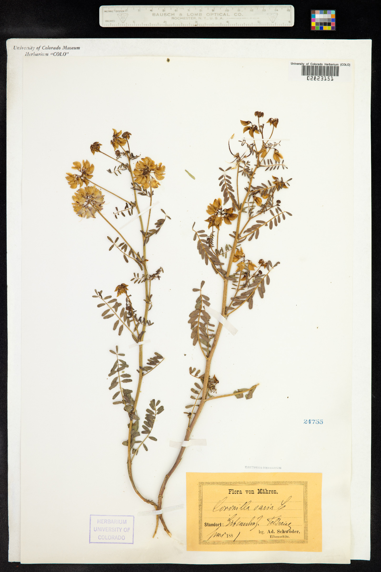 Securigera varia image