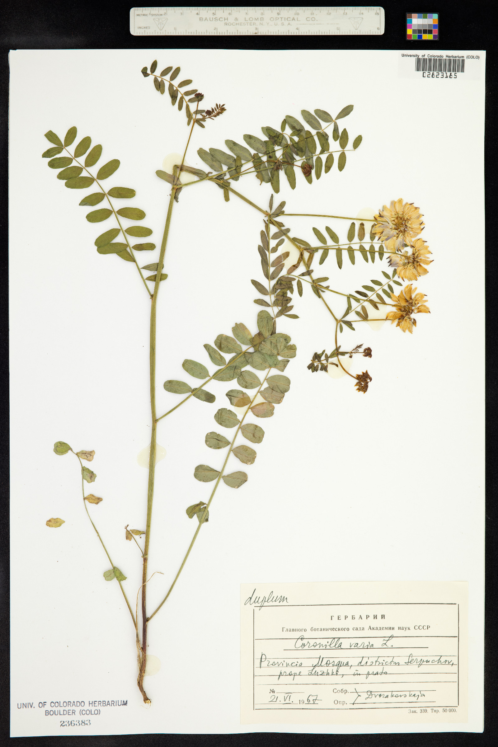 Securigera varia image