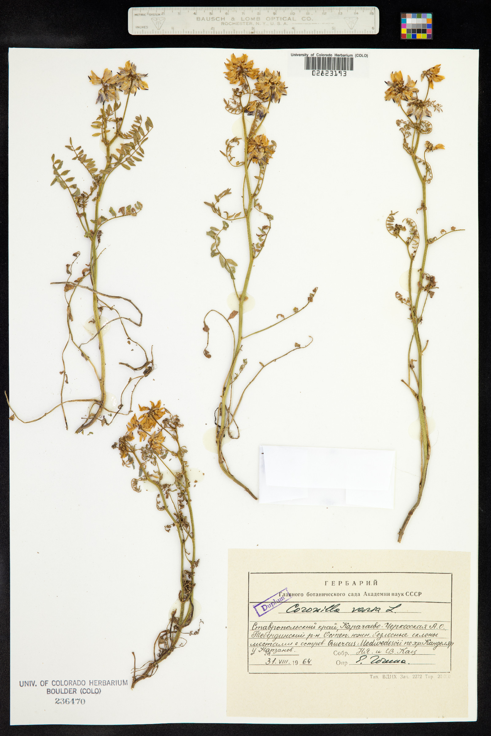 Securigera varia image