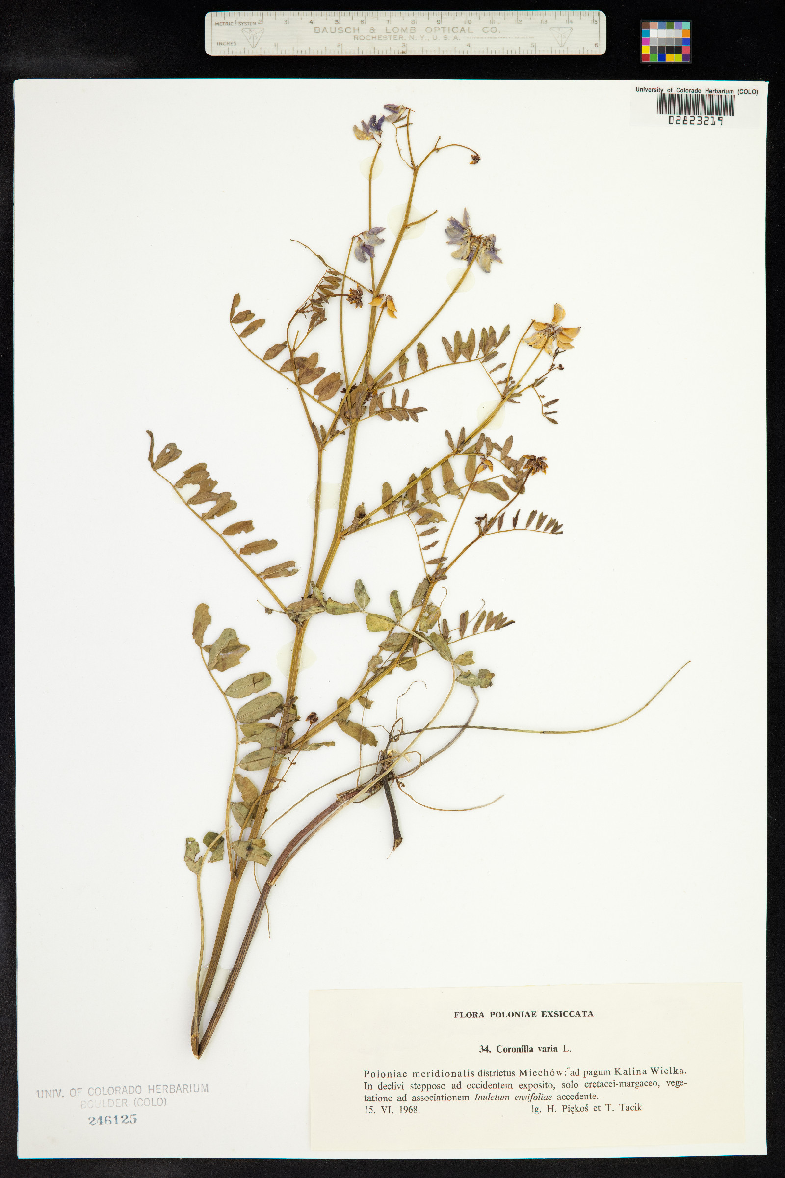 Securigera varia image
