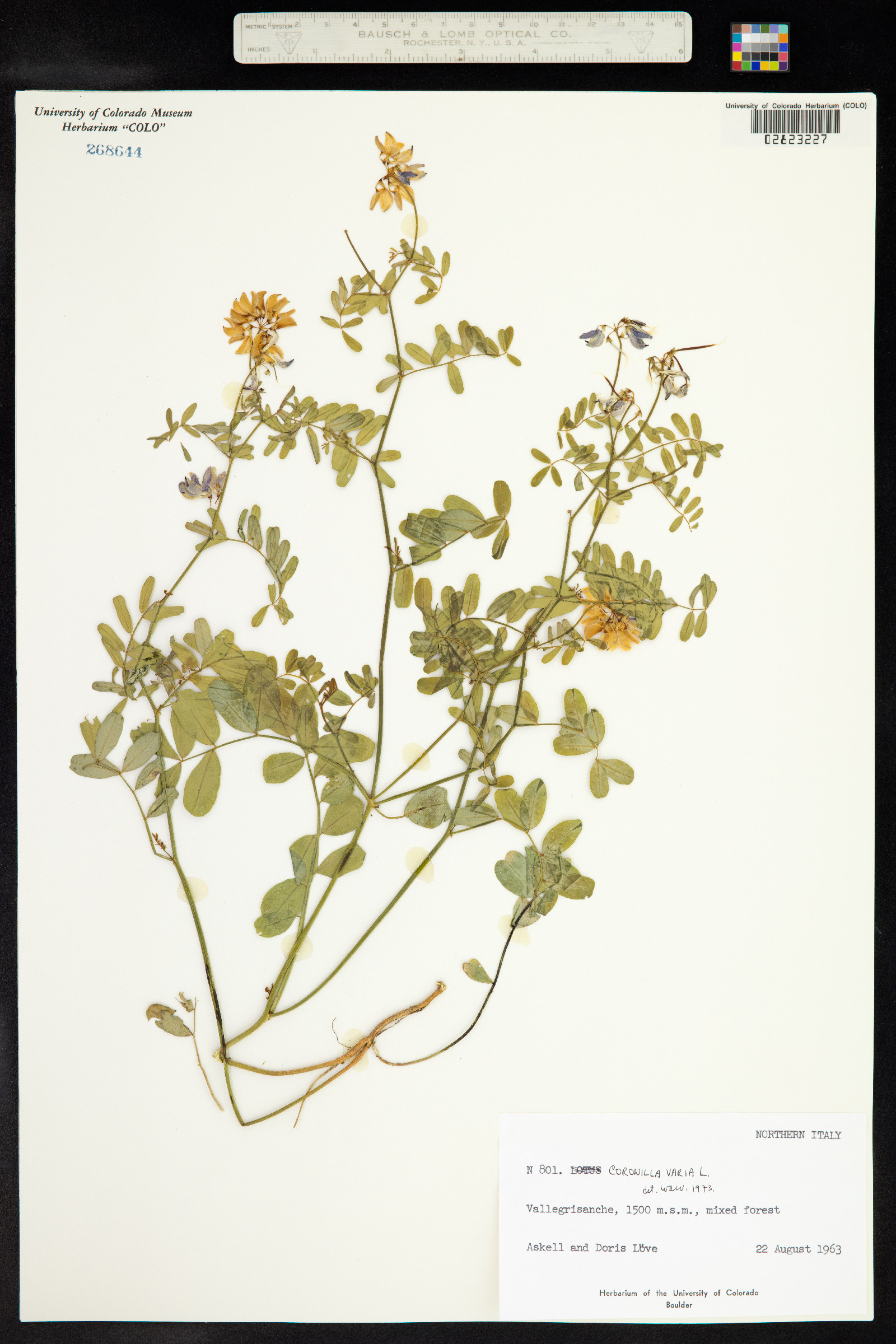 Securigera varia image