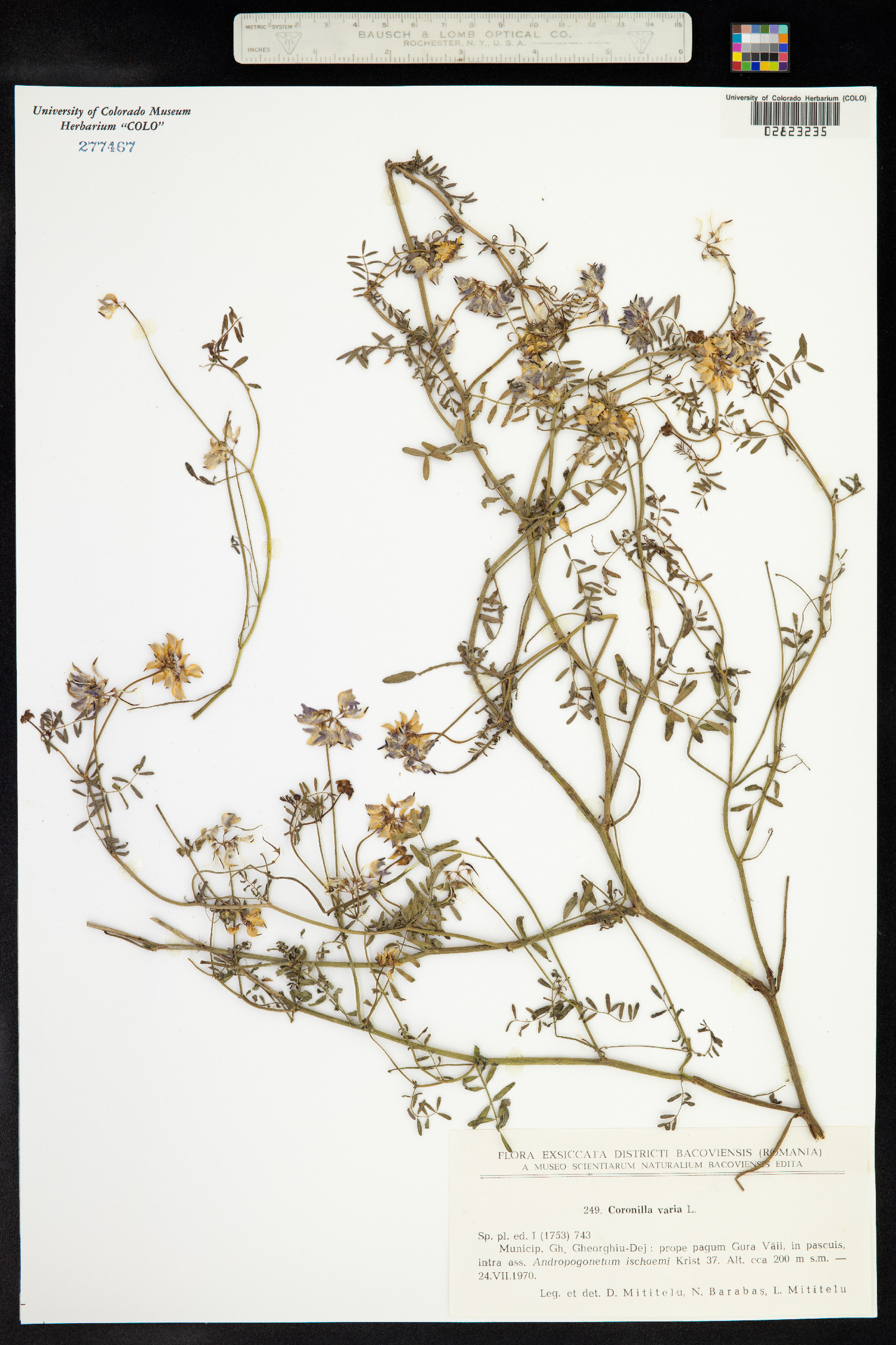 Securigera varia image