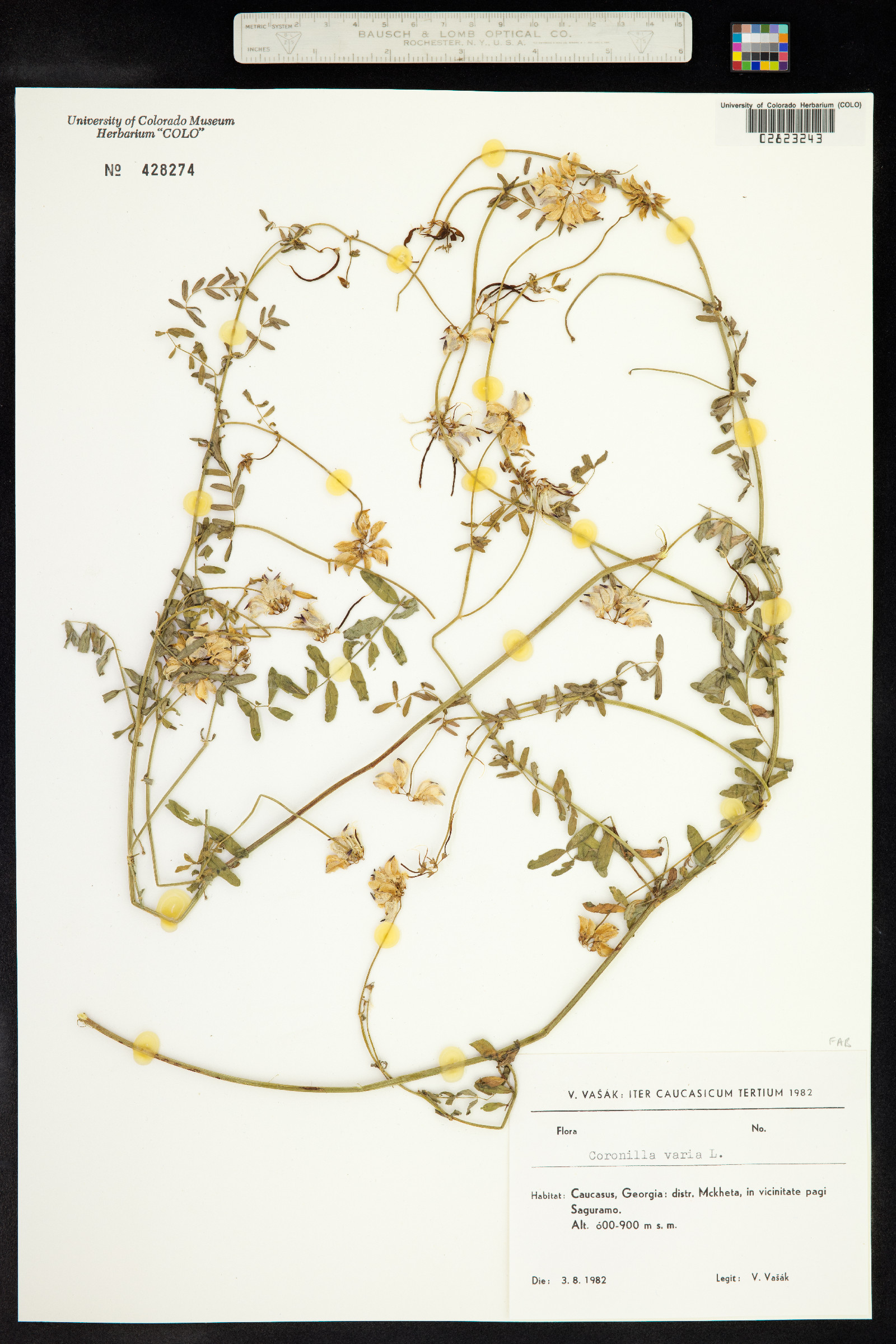 Securigera varia image