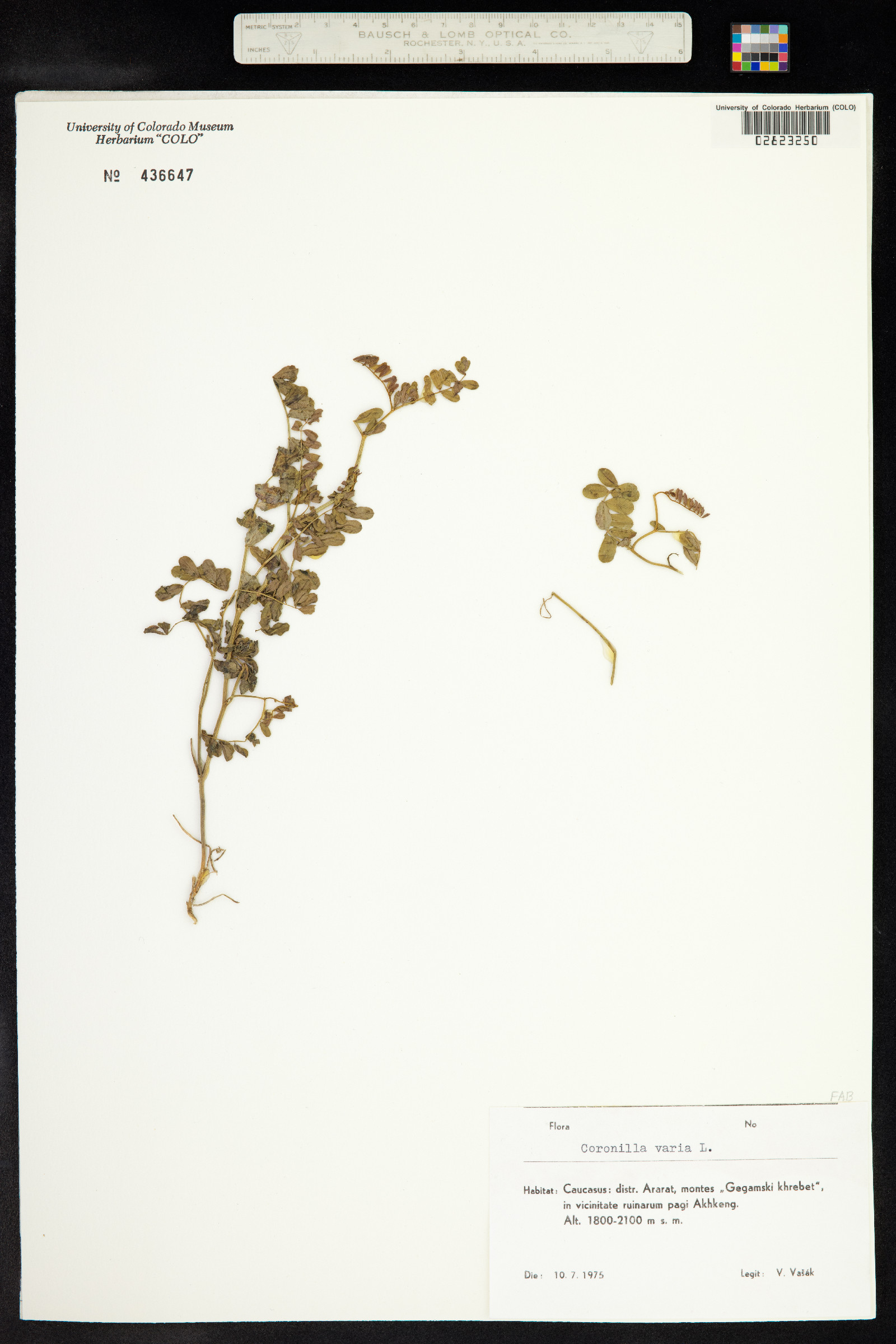 Securigera varia image