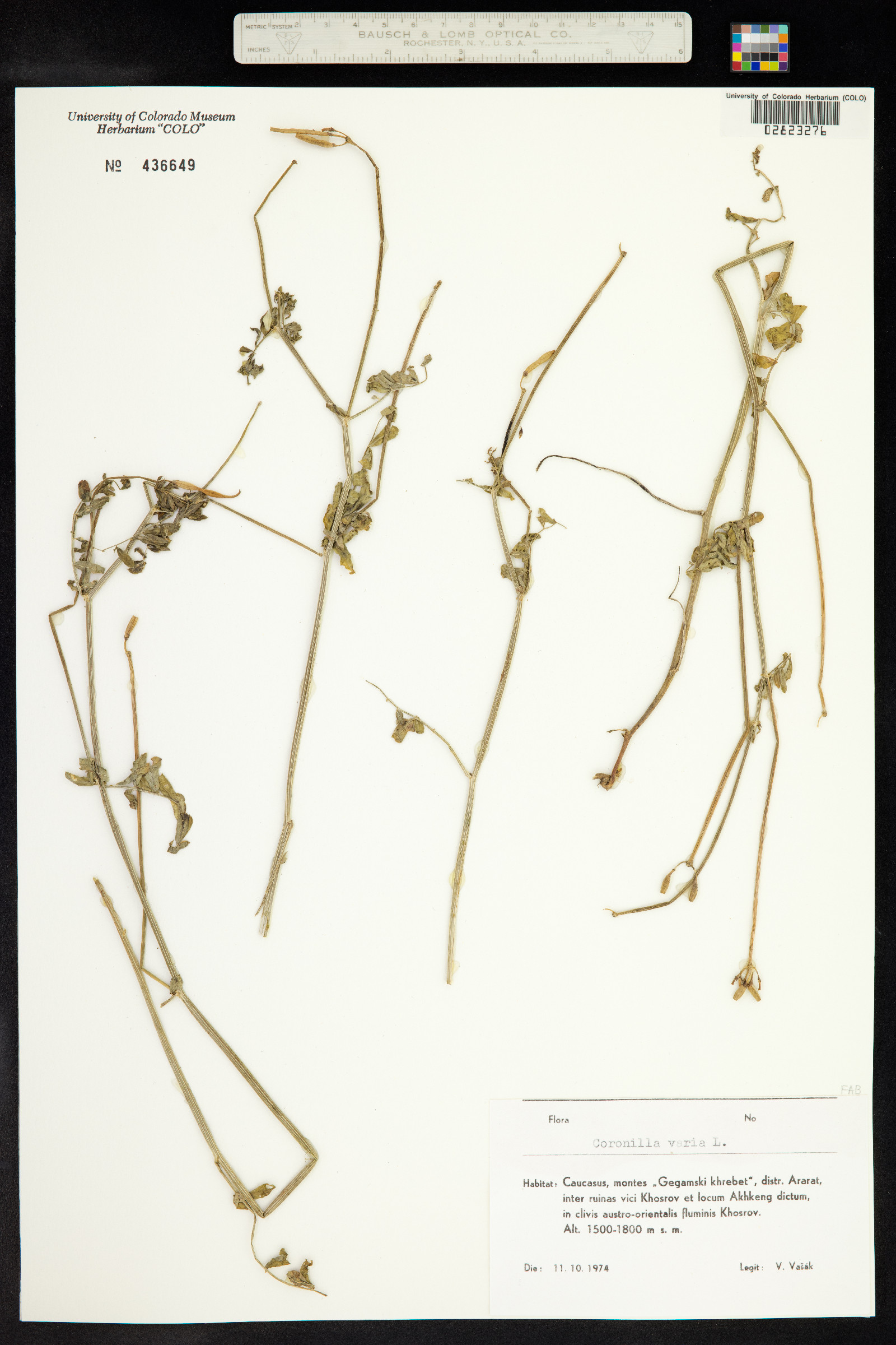 Securigera varia image