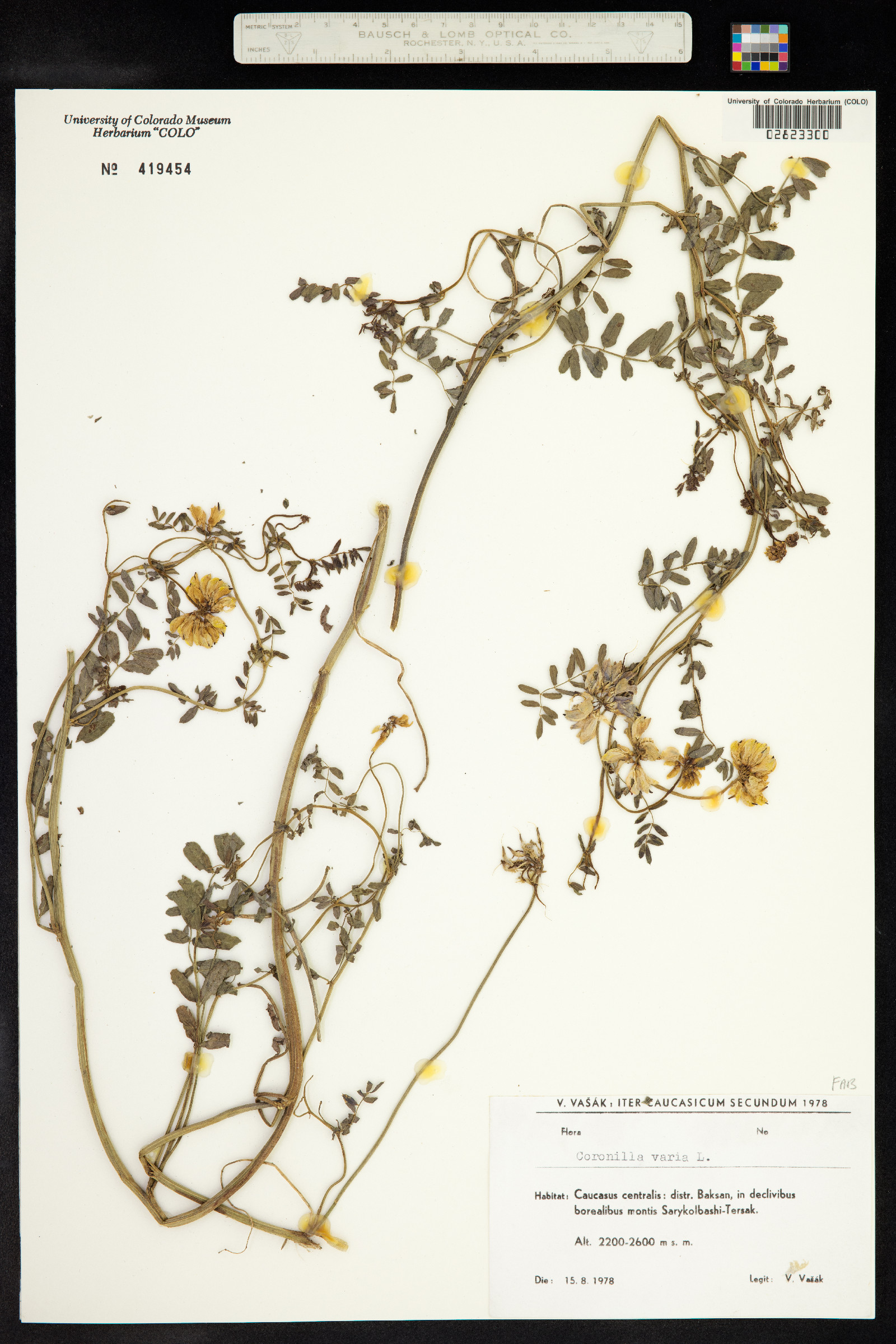 Securigera varia image