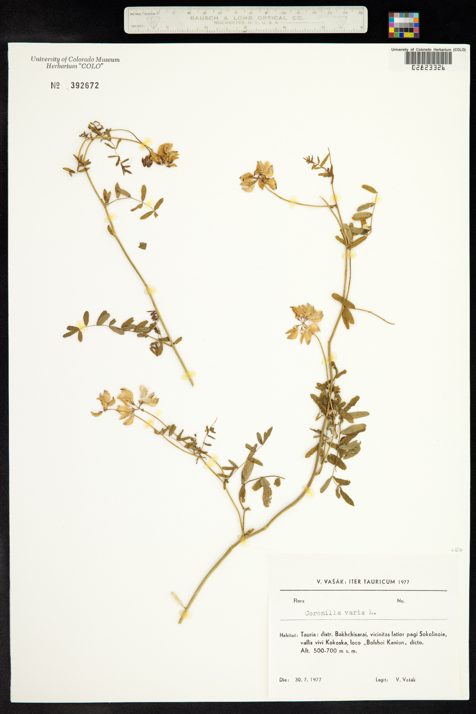 Securigera varia image