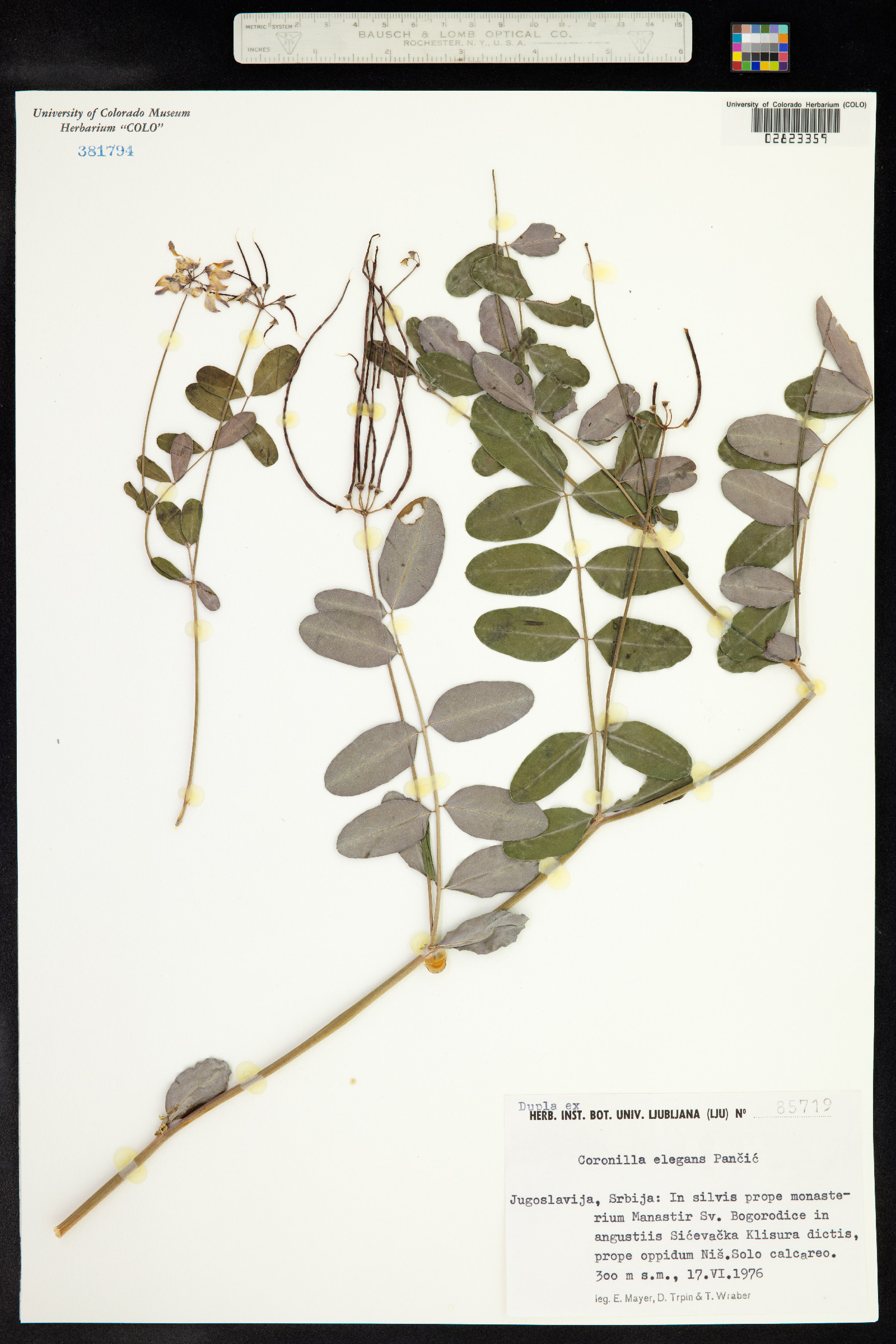 Coronilla elegans image