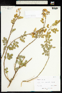 Coronilla emeroides image