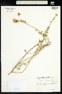 Coronilla emeroides image