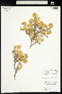 Coronilla glauca image