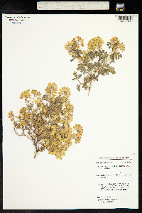 Coronilla glauca image