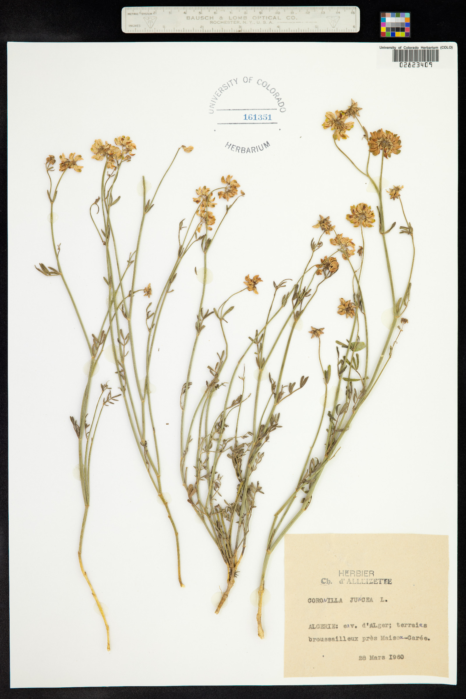 Coronilla juncea image