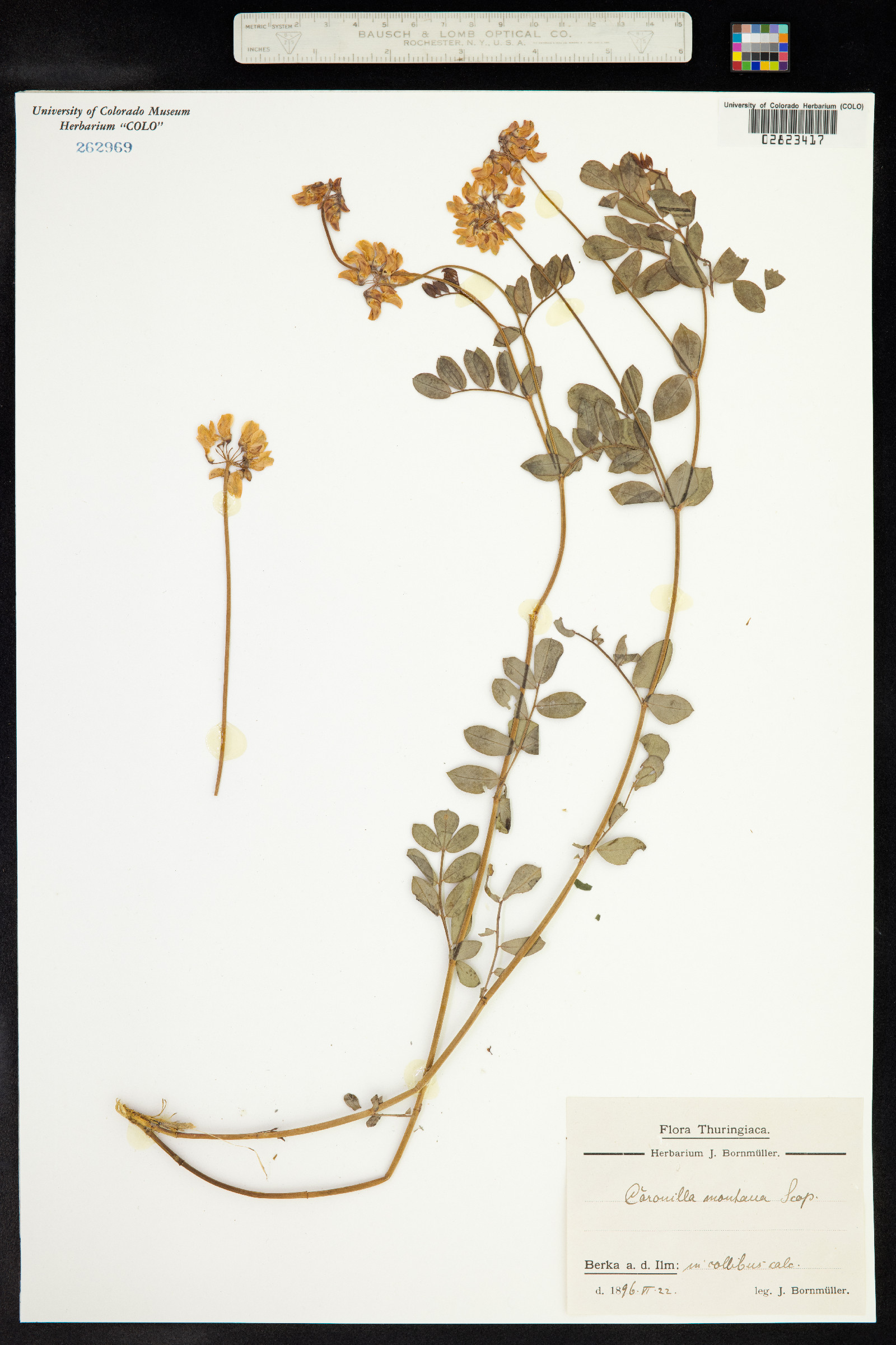 Coronilla coronata image