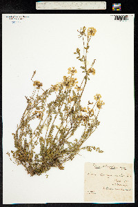 Coronilla vaginalis image