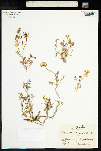 Image of Coronilla vaginalis