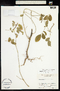 Coursetia caribaea image