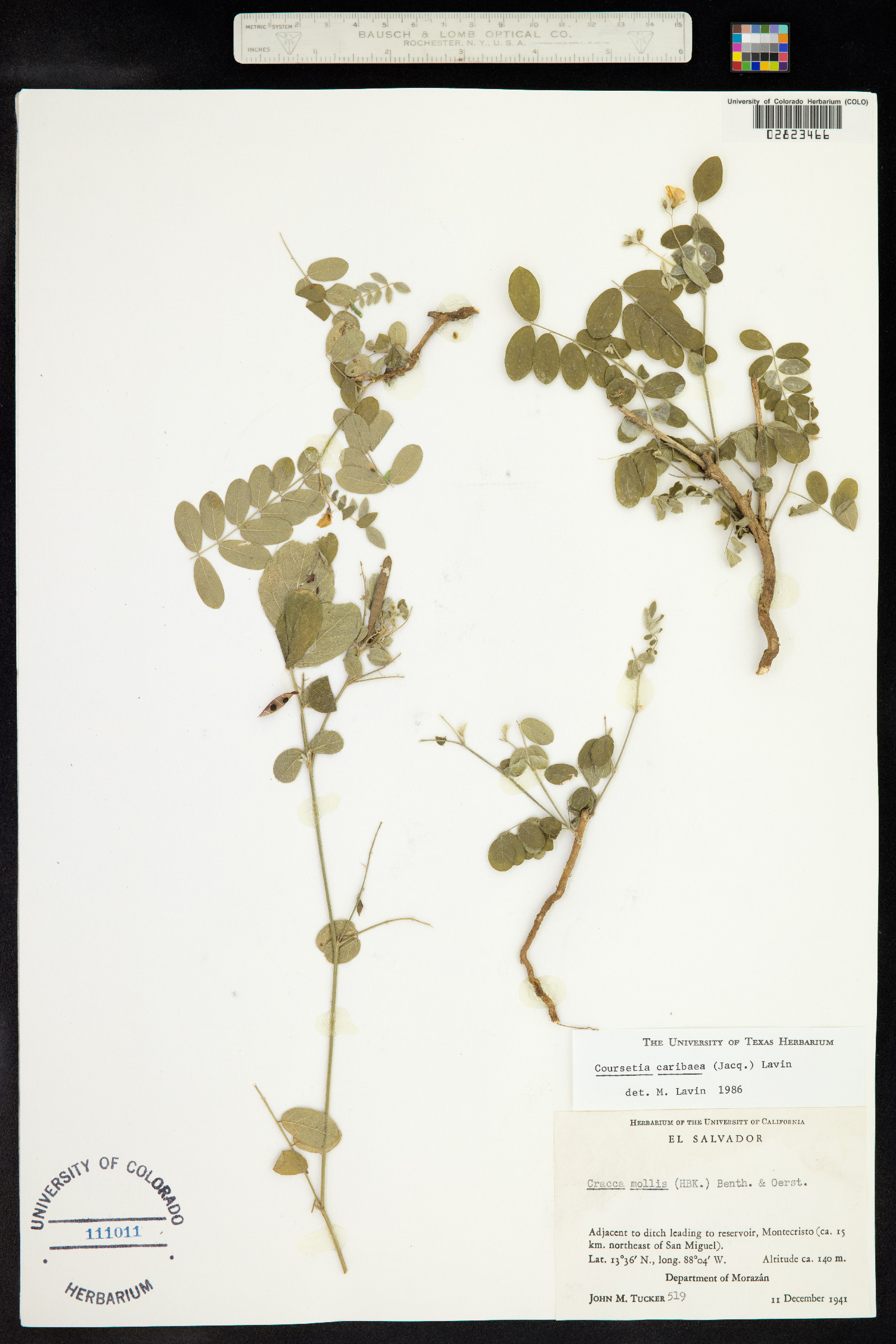 Coursetia caribaea image