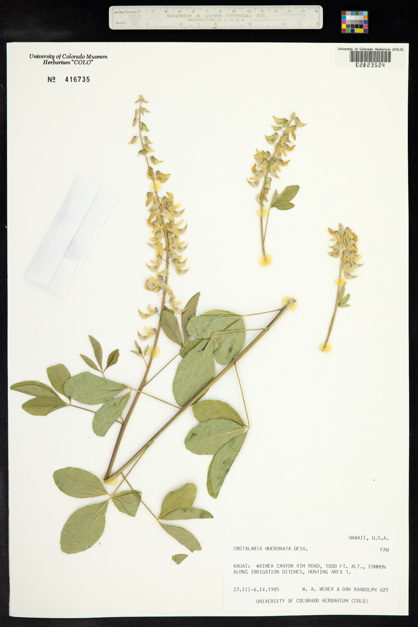 Crotalaria pallida var. obovata image