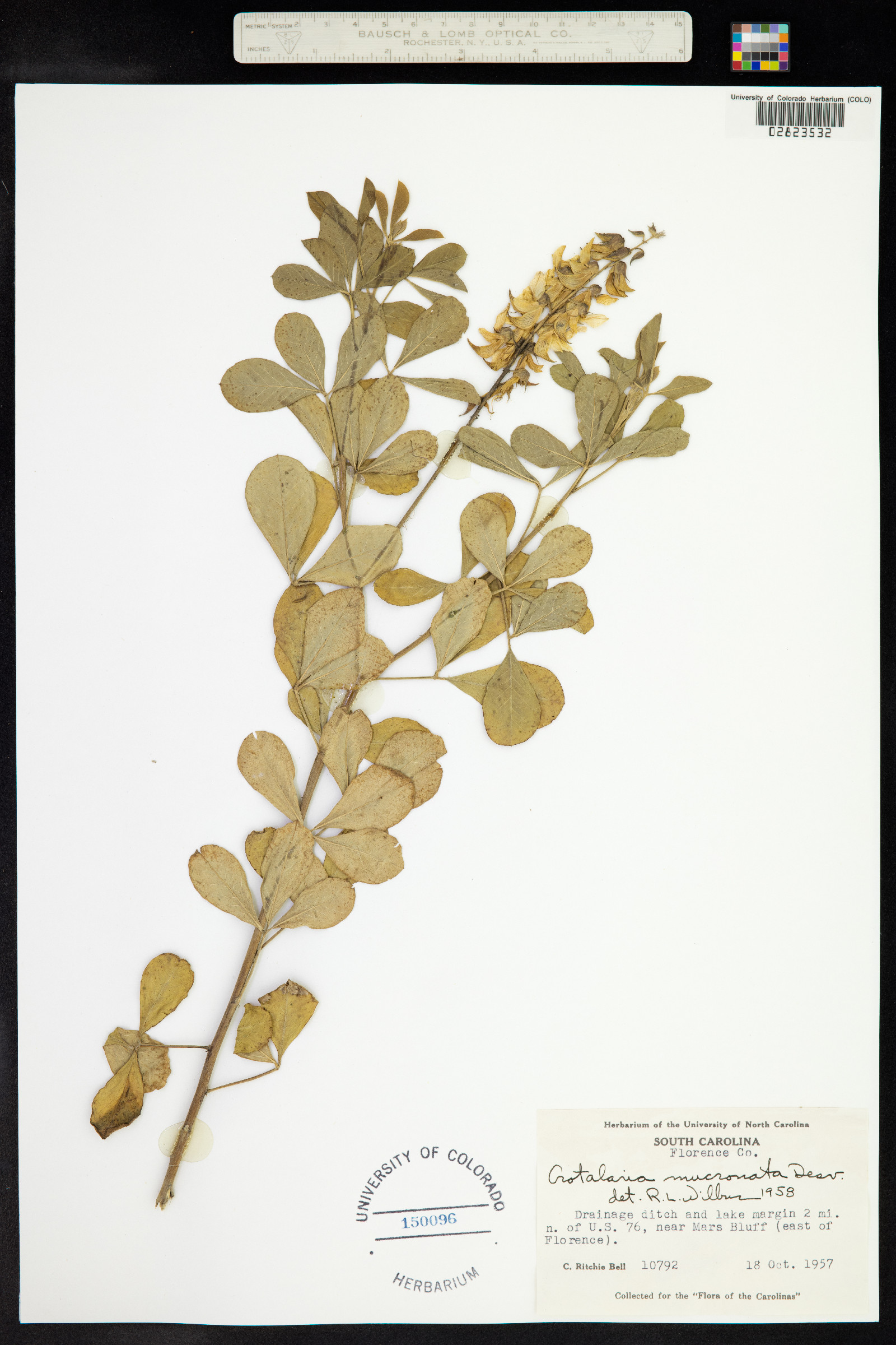 Crotalaria pallida var. obovata image