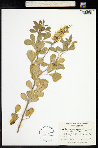 Crotalaria pallida image