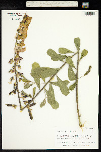 Crotalaria spectabilis image