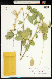 Crotalaria pallida var. obovata image