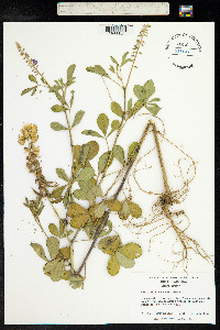 Crotalaria pallida image