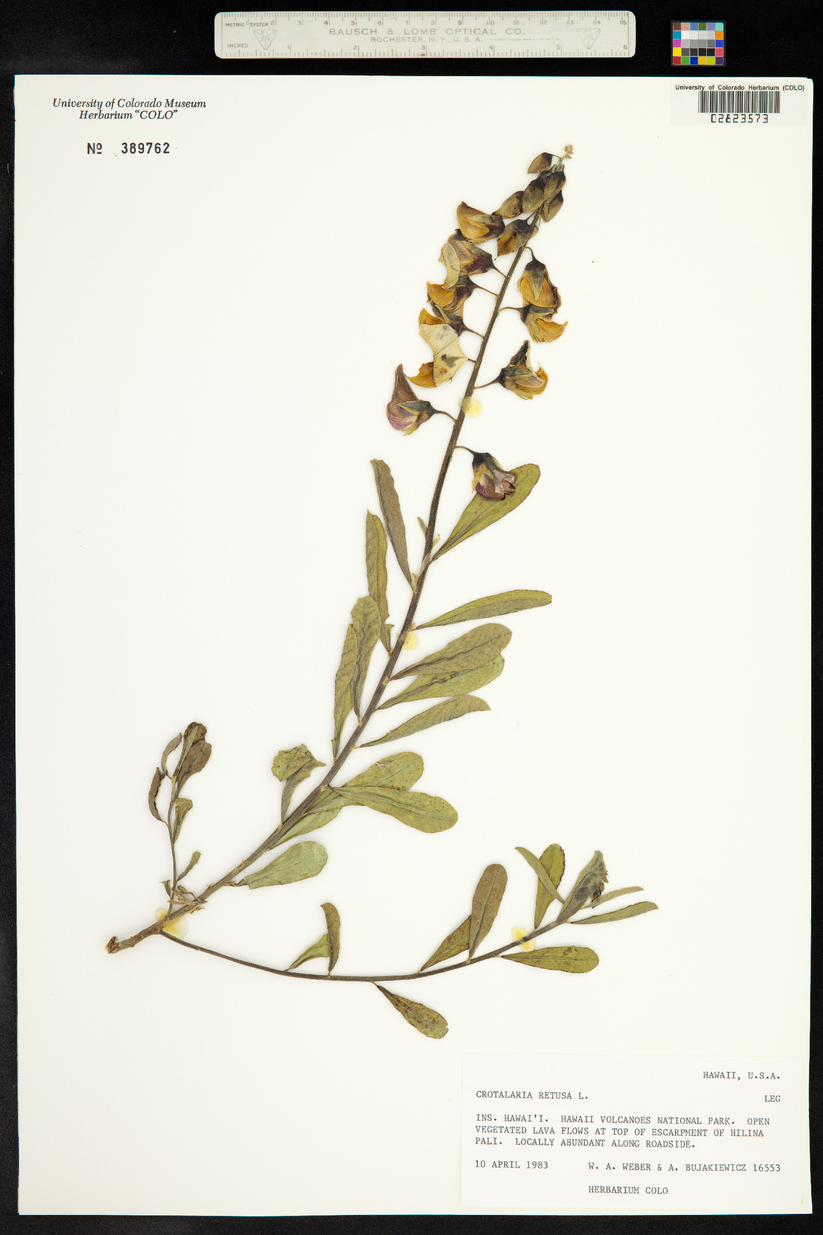 Crotalaria retusa image