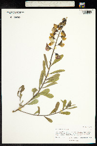 Crotalaria retusa image