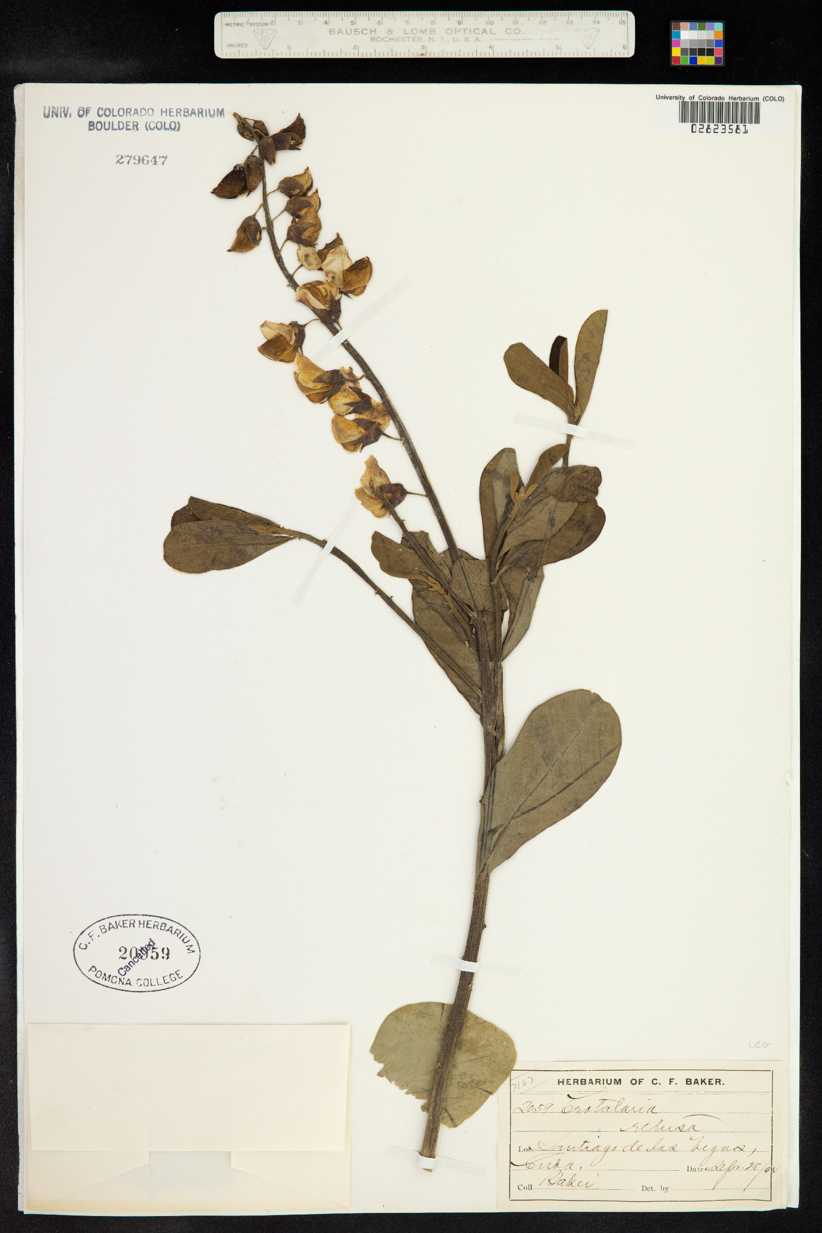 Crotalaria retusa image