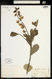 Crotalaria retusa image